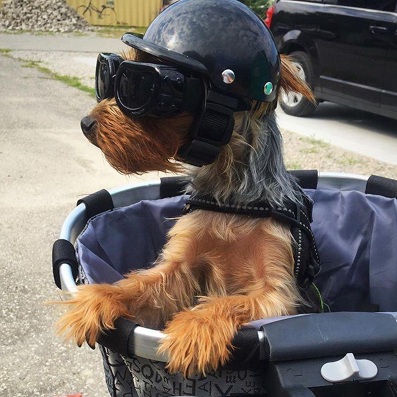 Commuting By Bike - 애완 동물 헬멧 개 고양이 자전거